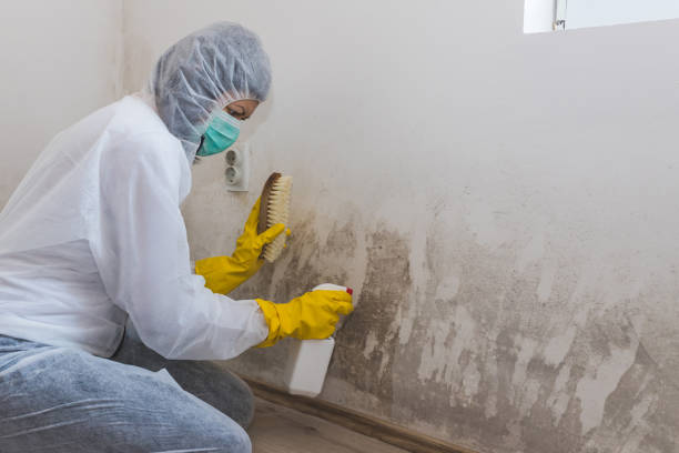 Mold Documentation for Insurance Claims in Central Falls, RI